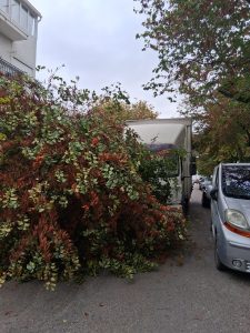 Camião derruba árvore na rua dos Arcos (com fotos) IMG 20260814 WA0003