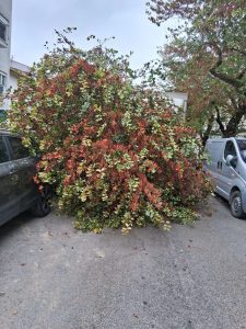 Camião derruba árvore na rua dos Arcos (com fotos) IMG 20260814 WA0004