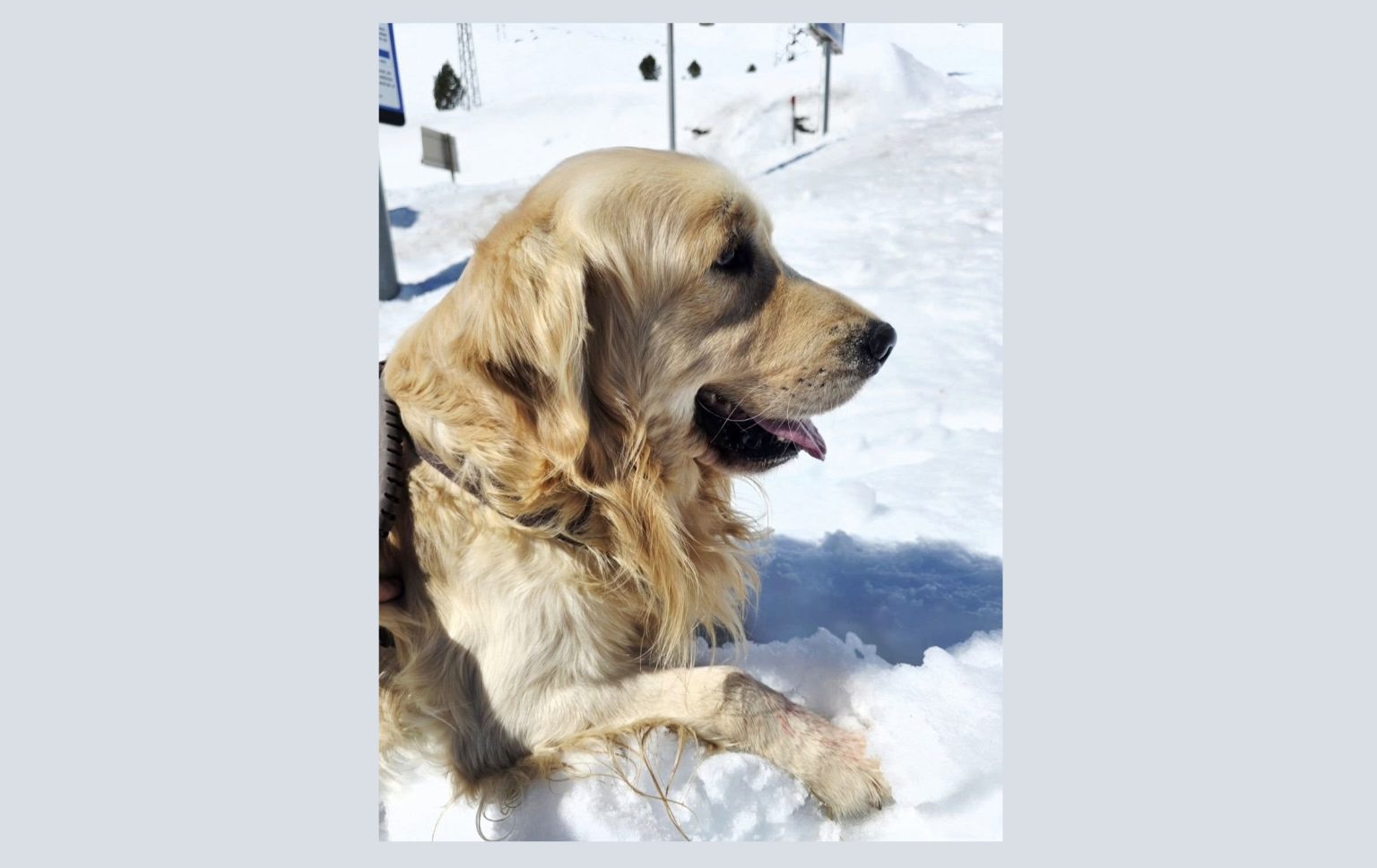 Apelo: cão desapareceu apelo 93553890411 6495649599702134009 n
