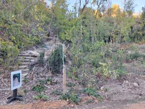Mata dos Sete Montes reabriu mas só a parte central (c/ fotos e vídeo) Mata dos Sete Montes 20261026 165640