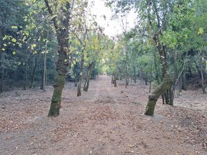 Mata dos Sete Montes reabriu mas só a parte central (c/ fotos e vídeo) Mata dos Sete Montes 20261026 170710