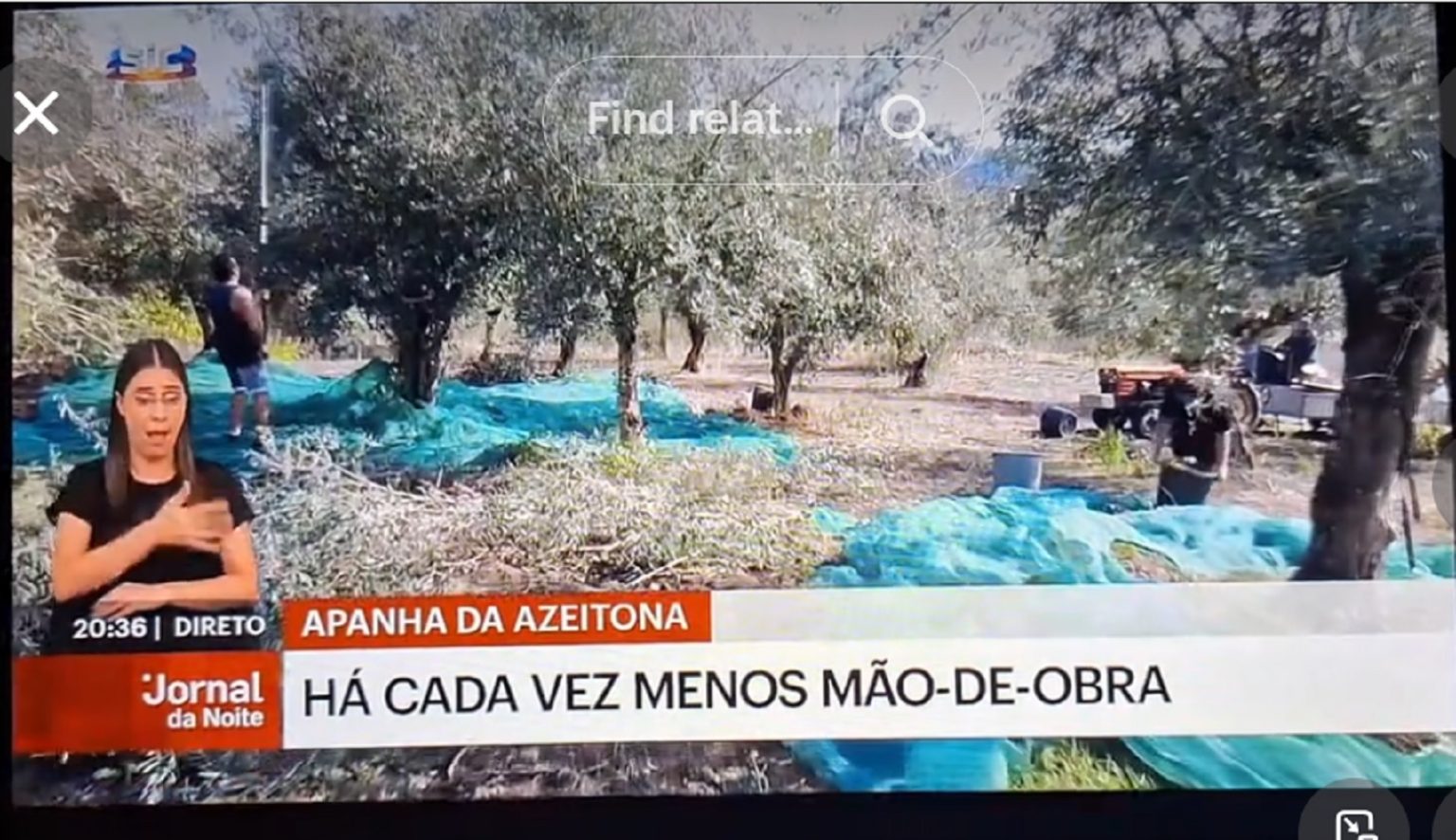 SIC emite reportagem sobre a apanha da azeitona em Tomar azeit