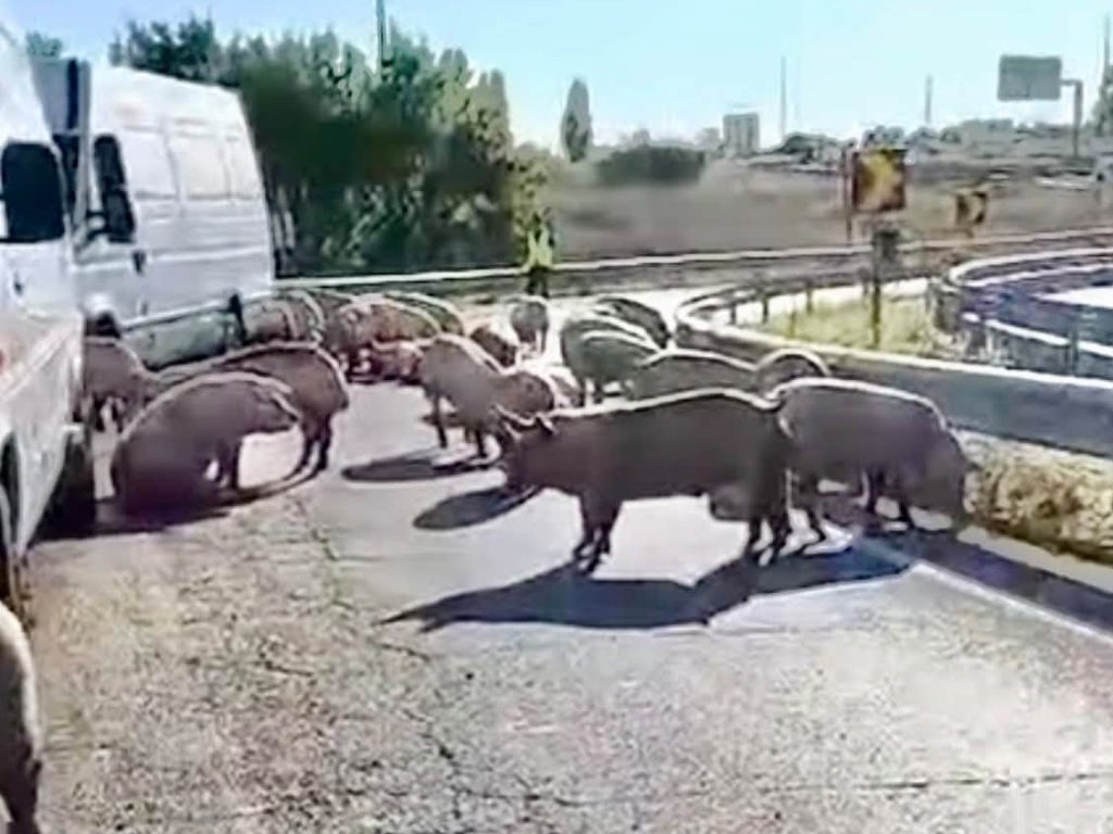 Camião despista-se e liberta dezenas de porcos na estrada porcos 736195533 5705408915098773888 n